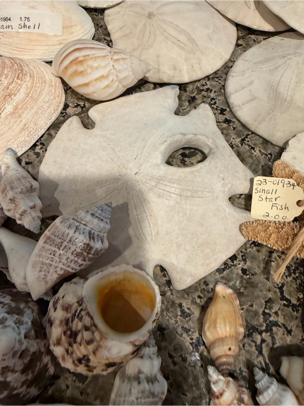 Natural Sea Shell Lot Starfish Sand Dollars Clam Shells Conch Shells